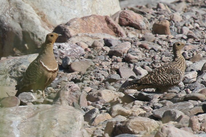 �N�����l�T�P�C