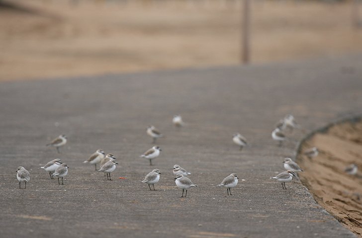 �`�h�������ς�