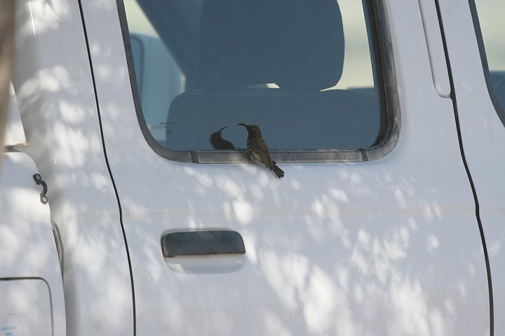 �E�X�O���^�C���E�`���E�̃I�X