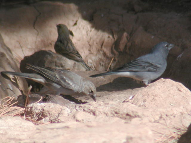 �A�I�A�g�����Ɓ�