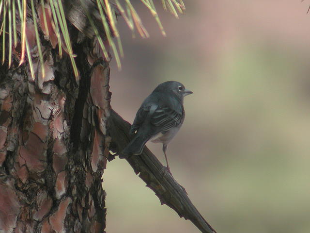 �A�I�A�g���́�