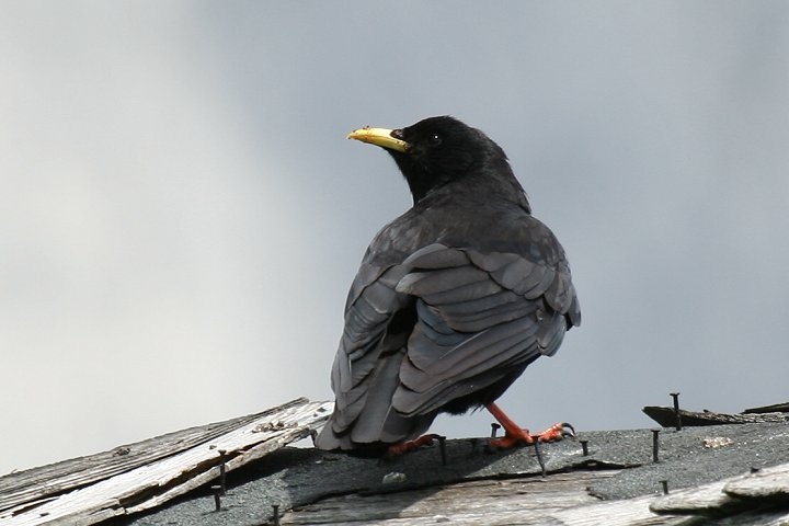 �L�o�V�K���X