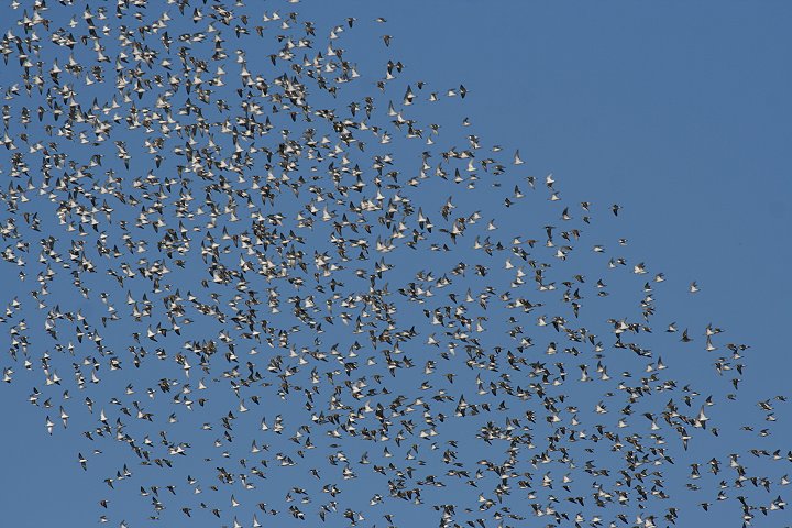 �n�}�V�M�̌Q