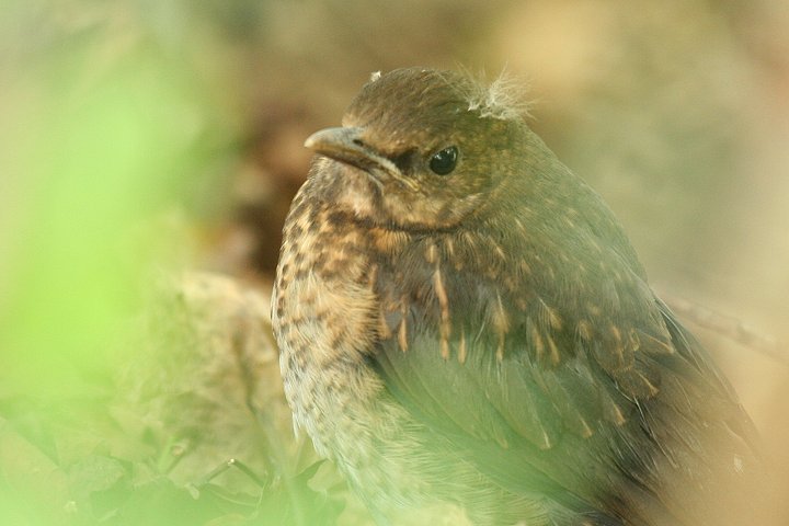 �N���E�^�h���̃q�i