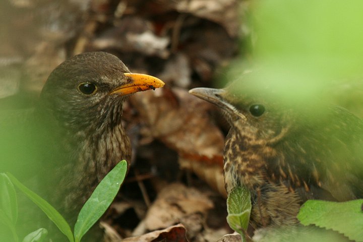 �N���E�^�h���́��i���j�ƃq�i�i�E�j