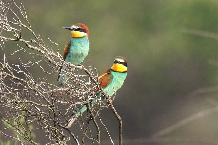 ���[���b�p�n�`�N�C