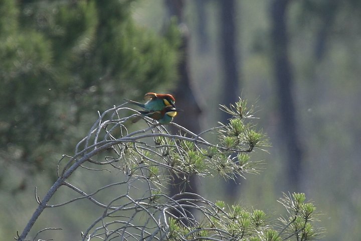 ���[���b�p�n�`�N�C