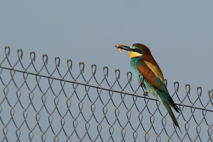 ���[���b�p�n�`�N�C