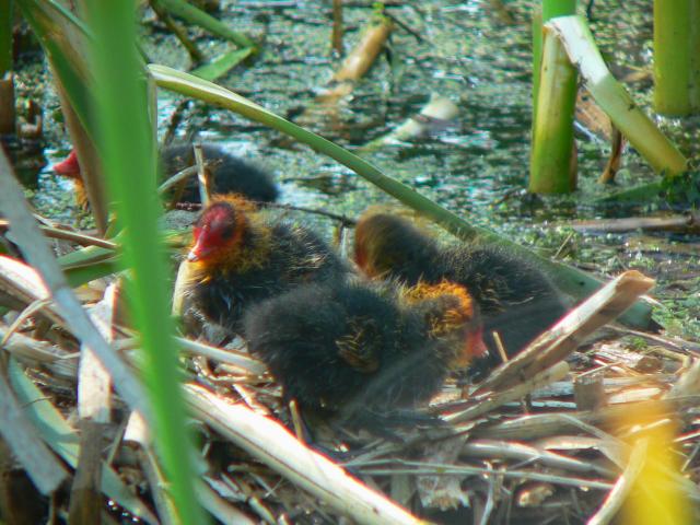 �I�I�o���̃q�i