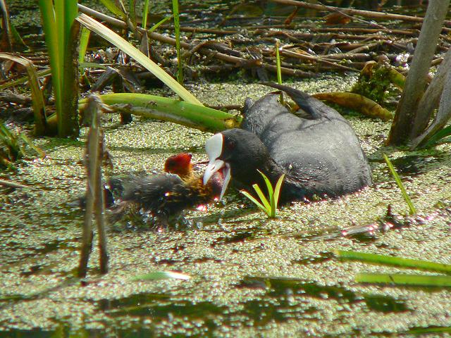 �I�I�o���̐e�q