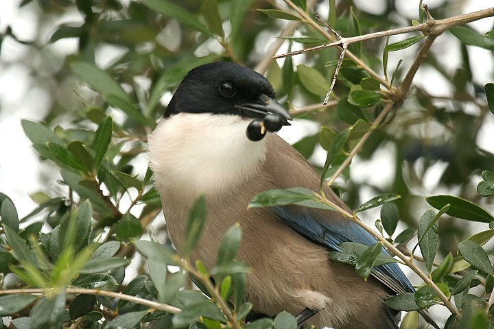 �I�i�K�i�C�x���A��������j