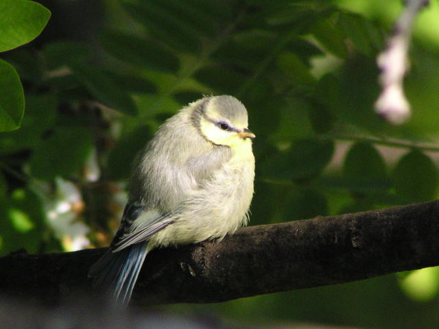 �A�I�K���̗c��