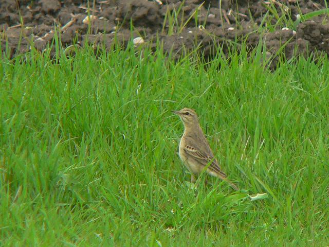 ���W�^�q�o��