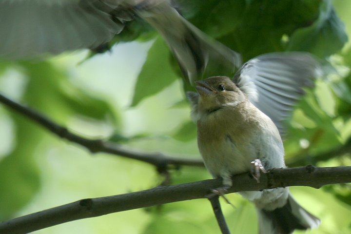 �Y�A�I�A�g���̗c��