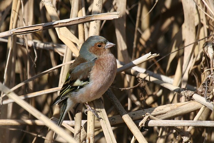 �Y�A�I�A�g���́�