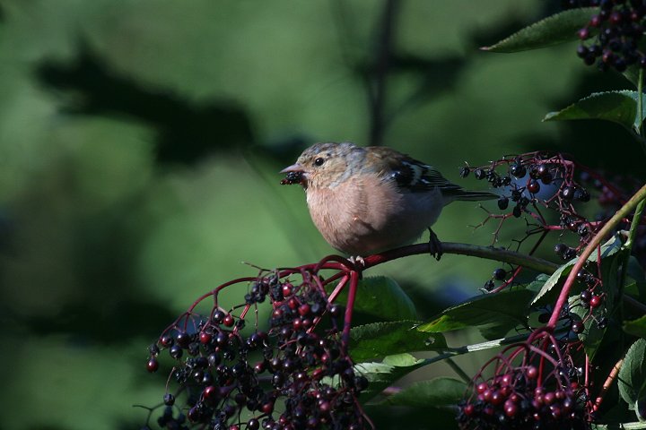 �Y�A�I�A�g���̃I�X