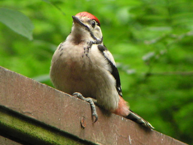 �A�J�Q���i�c���j