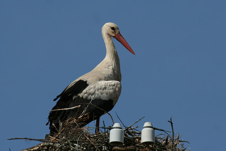 �V���o�V�R�E�i�R�E�m�g���j