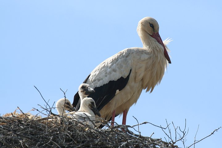 �V���o�V�R�E�i�R�E�m���j�̐e�q