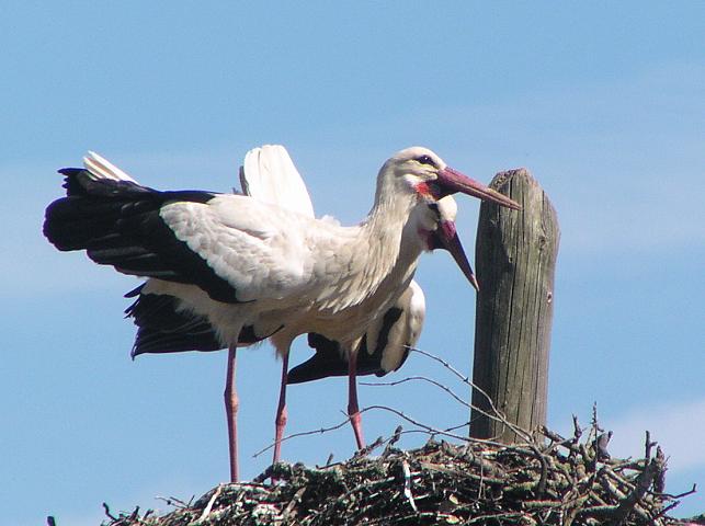 �V���o�V�R�E�i�R�E�m�g���j