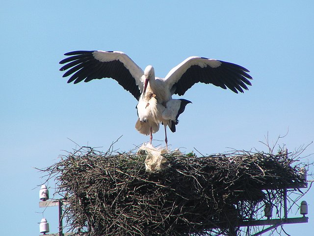 �V���o�V�R�E�i�R�E�m�g���j