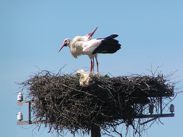 �V���o�V�R�E�i�R�E�m�g���j