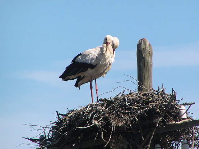 �V���o�V�R�E�i�R�E�m�g���j