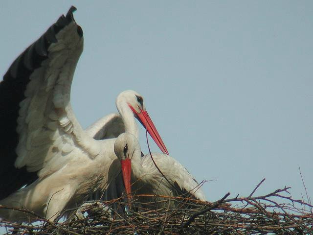 �V���o�V�R�E�i�R�E�m�g���j