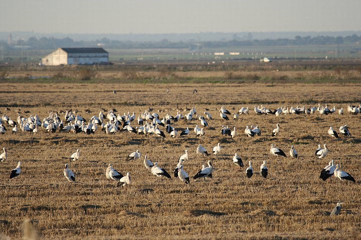 �z�~���̃V���o�V�R�E�i�R�E�m�g���j