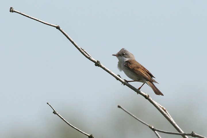 �m�h�W�����V�N�C