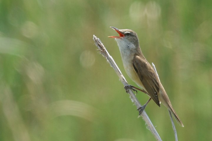 �I�I���V�L��