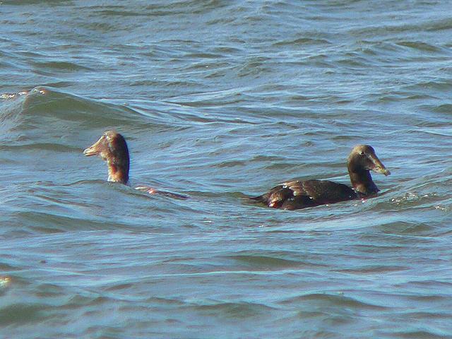 �z���P���^�K��