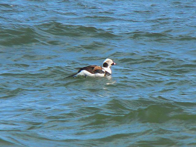 �R�I���K�����i�ɐB�H�j