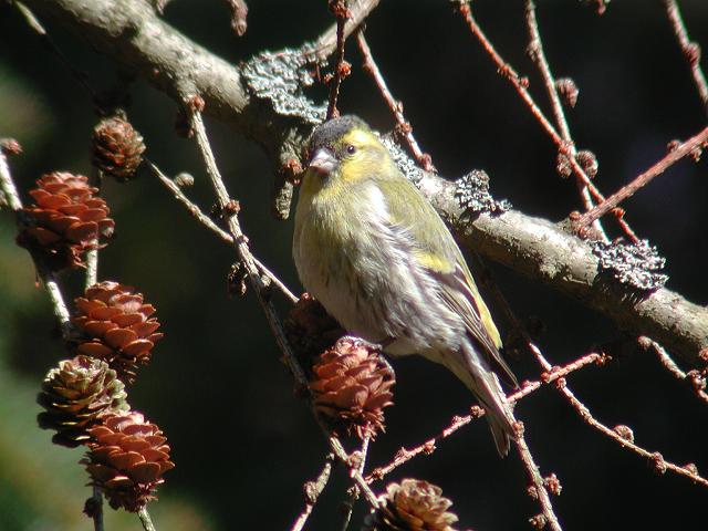 �}�q���́�