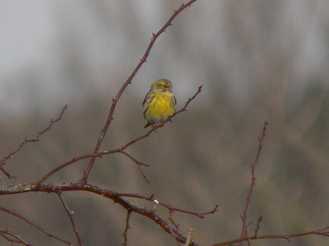 �}�q���́�