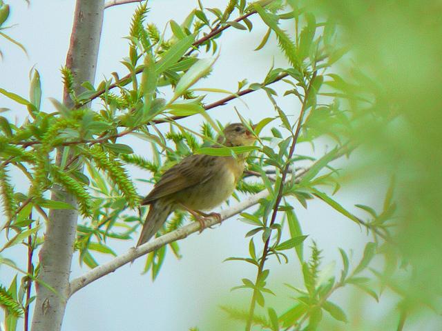 ���`�Z���j���E