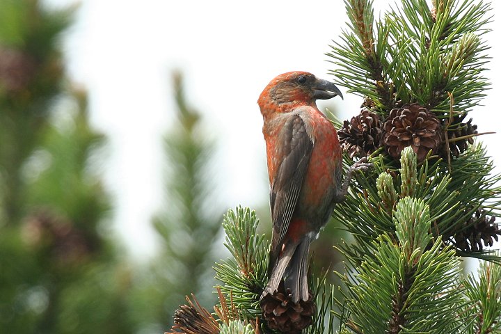 �C�X�J�́�