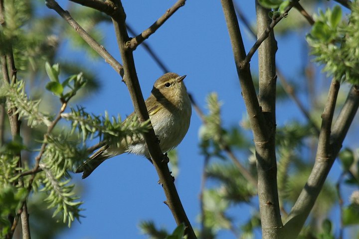 �L�^���i�M���V�N�C