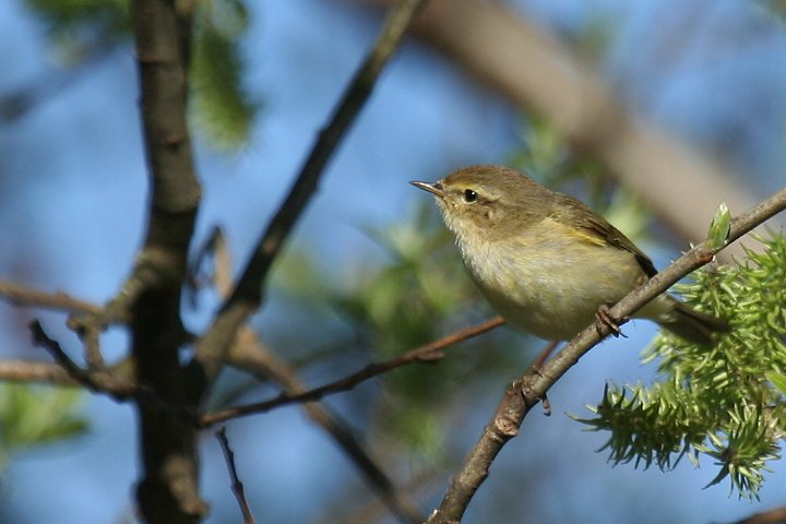 �L�^���i�M���V�N�C