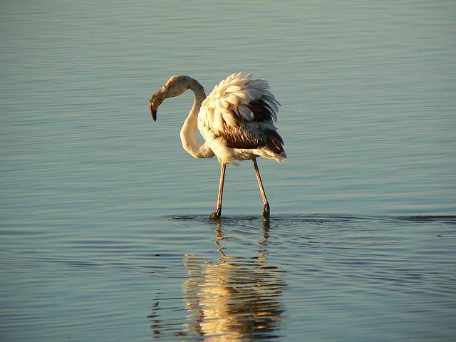 �t���~���S