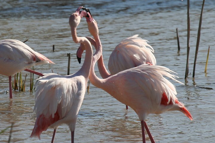 �t���~���S