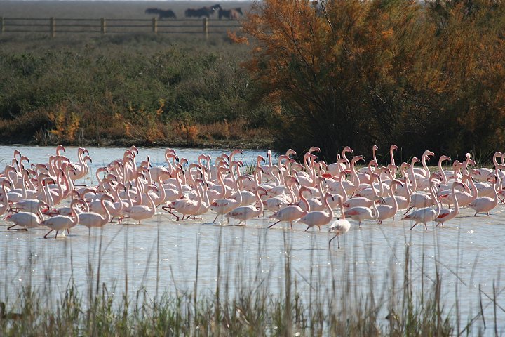 �t���~���S