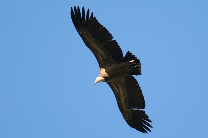 �V���G���n�Q���V