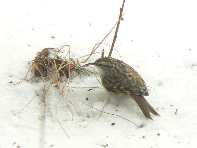 �^���V�L�o�V��