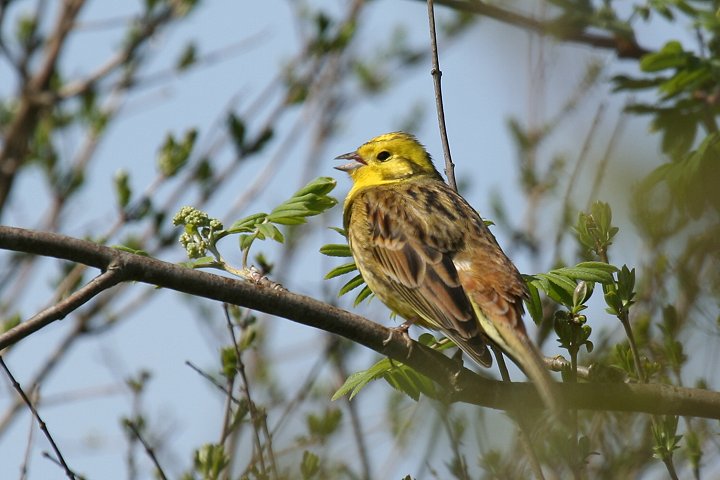 �L�A�I�W�́�