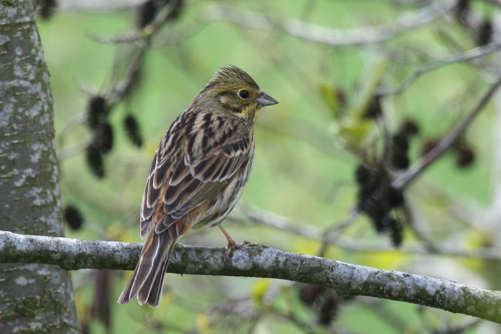 �L�A�I�W�́�