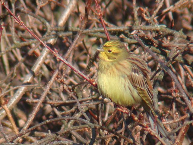 �L�A�I�W�~�H