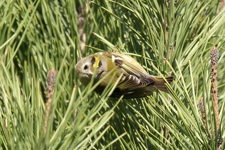 �L�N�C�^�_�L