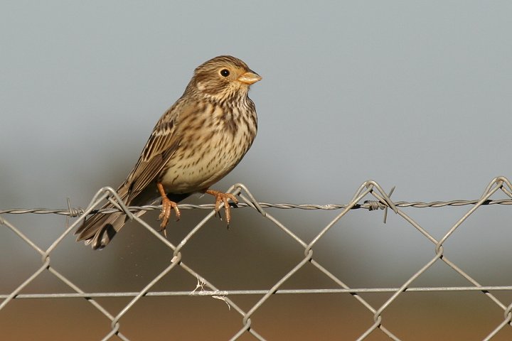 �n�^�z�I�W��