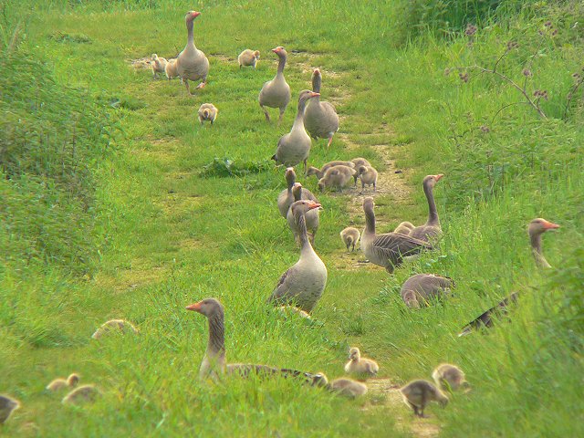 �n�C�C���K��